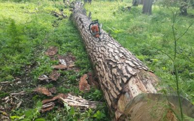 Спил и вырубка деревьев, корчевание пней - Лебедянь, цены, предложения специалистов